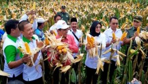 Amran Sulaiman: Produksi Jagung Surplus