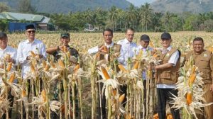 Menteri Pertanian: Indonesia akan Impor Gandum dan Jagung Amerika