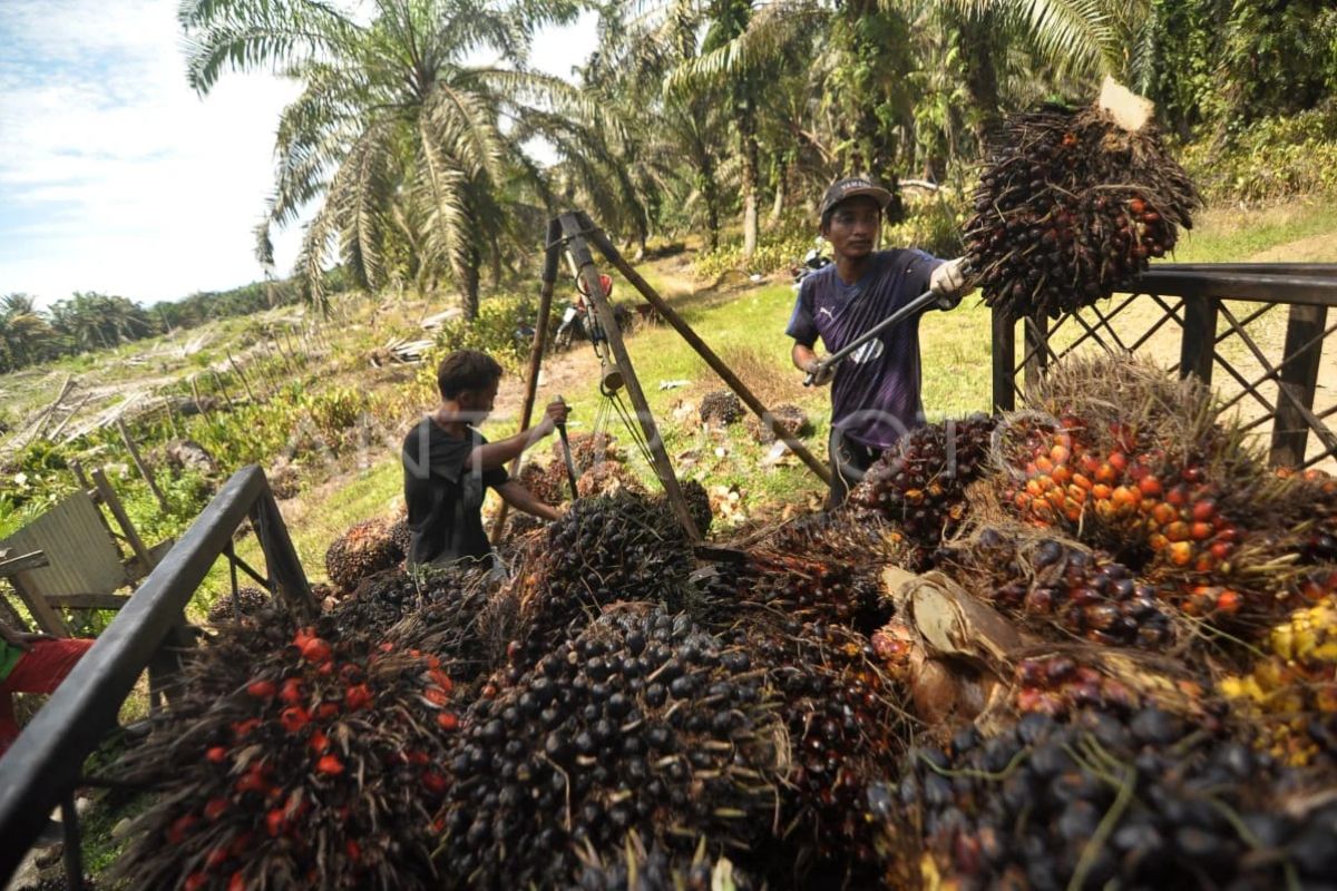 Wamenlu Sebut EUDR Berisiko Bebani Petani Kecil